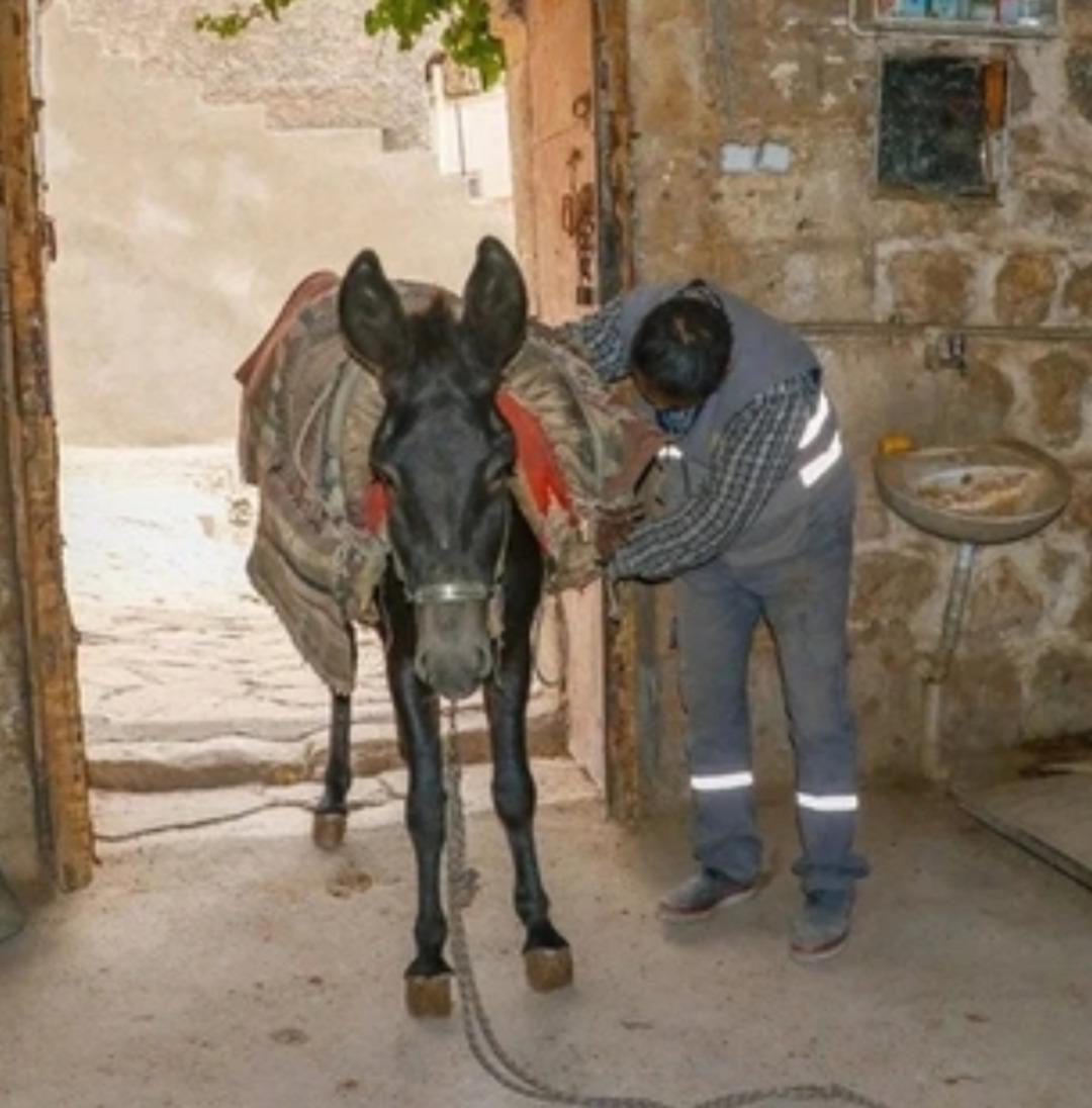 Yer: Mardin! Çöp taşıyan kadrolu eşekler emekli edilecek; yerlerine ise... 1
