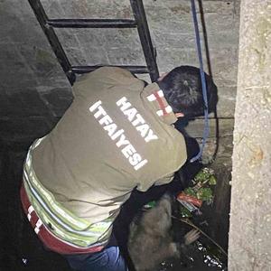 Su dolu kuyuya düşen 2 köpeği itfaiye kurtardı