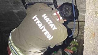 Su dolu kuyuya düşen 2 köpeği itfaiye kurtardı