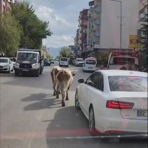 Elazığ’da caddeye çıkan inekler sürücülere zor anlar yaşattı