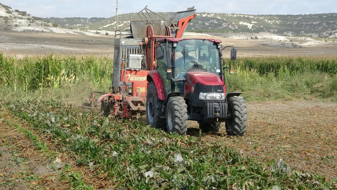 Ton ton fabrikaya satıyorlar!  Verim iyi  2 bin 100 TL den alıcısı var 2