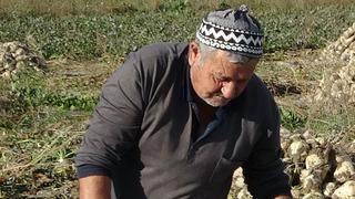 Ton ton fabrikaya satıyorlar! 'Verim iyi' 2 bin 100 TL'den alıcısı var