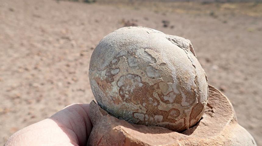 Milyonlarca yıllık dinozor yumurtası sapasağlam bulundu! 