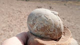Milyonlarca yıllık dinozor yumurtası sapasağlam bulundu! 
