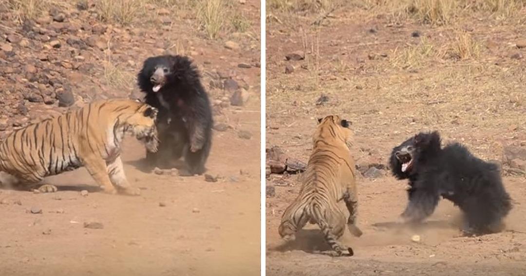 Kaplana kafa tuttu! Bakın burun buruna m&uuml;cadeleden kim galip &ccedil;ıktı
