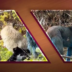 Yer: Çernobil... Köpekler mavi renge döndü: Dünyayı ayağa kaldıran görüntüler!