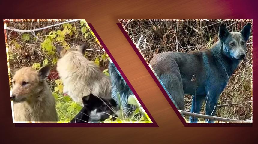 Yer: Çernobil... Köpekler mavi renge döndü: Dünyayı ayağa kaldıran görüntüler!