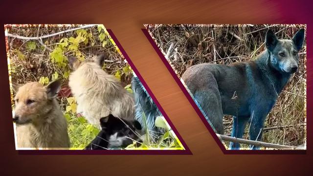 Yer: Çernobil... Köpekler mavi renge döndü: Dünyayı ayağa kaldıran görüntüler!