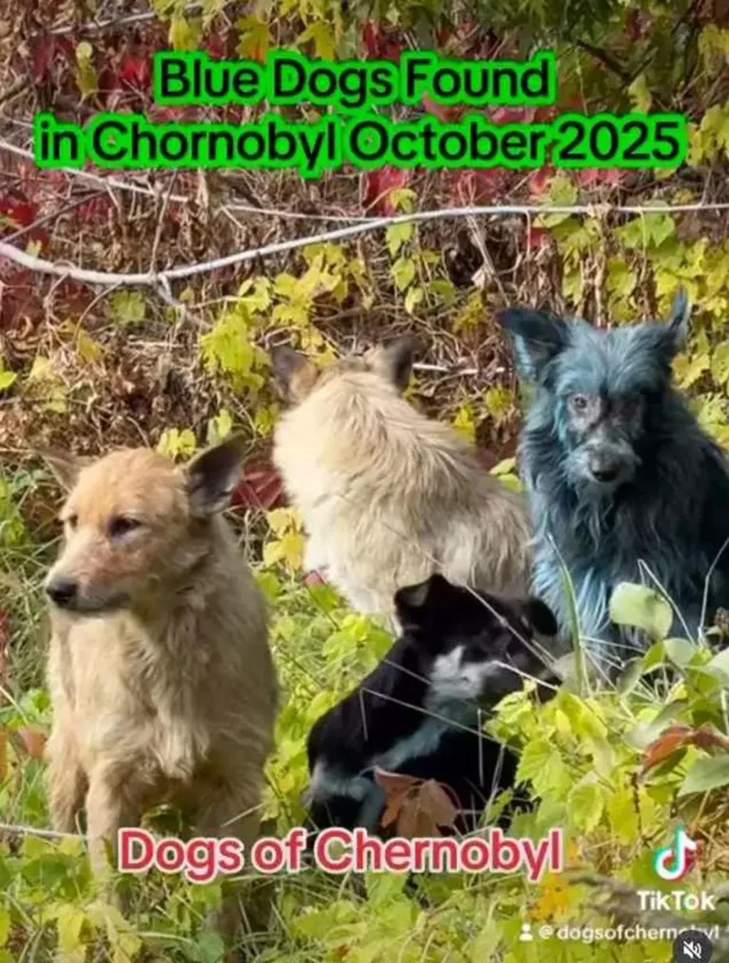 Yer: Çernobil... Köpekler mavi renge döndü: Dünyayı ayağa kaldıran görüntüler! 2