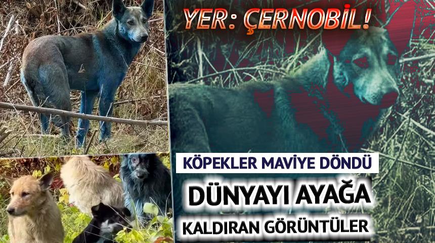 Yer: Çernobil... Köpekler mavi renge döndü: Dünyayı ayağa kaldıran görüntüler!