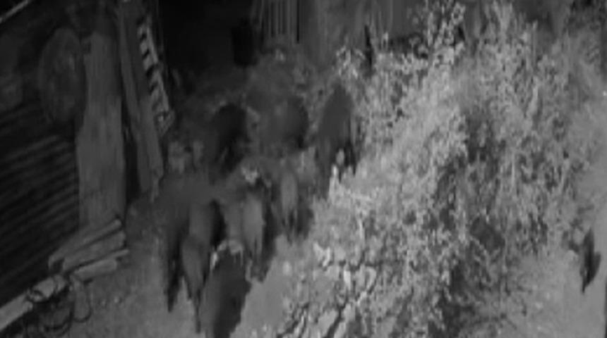 Elazığ’da aç kalan domuz sürüsü bahçeye dadandı