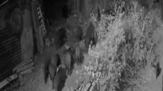 Elazığ’da aç kalan domuz sürüsü bahçeye dadandı