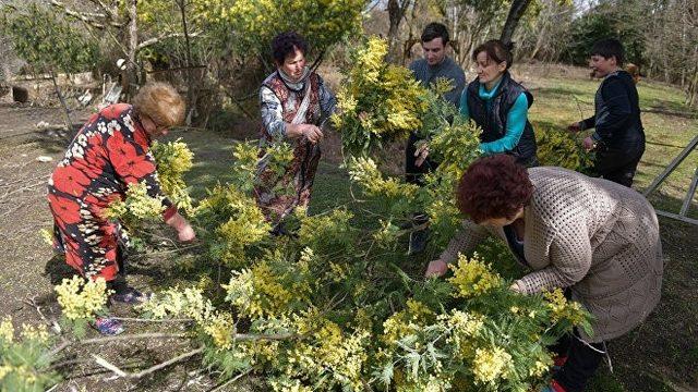 Abhazya’dan Rusya’ya rekor mimoza satışı