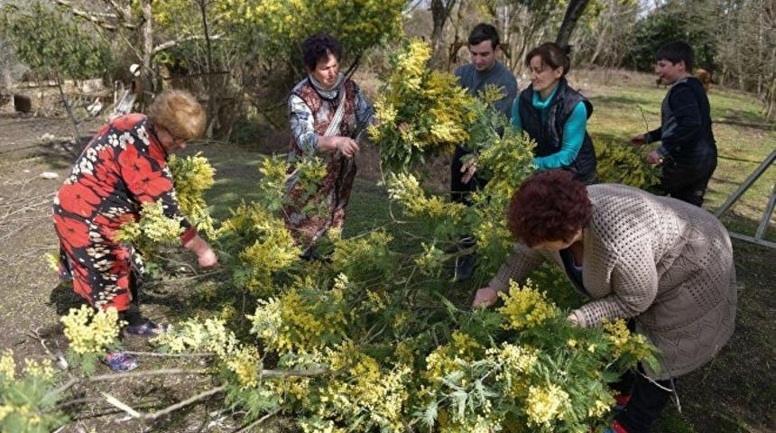 Abhazya’dan Rusya’ya rekor mimoza satışı