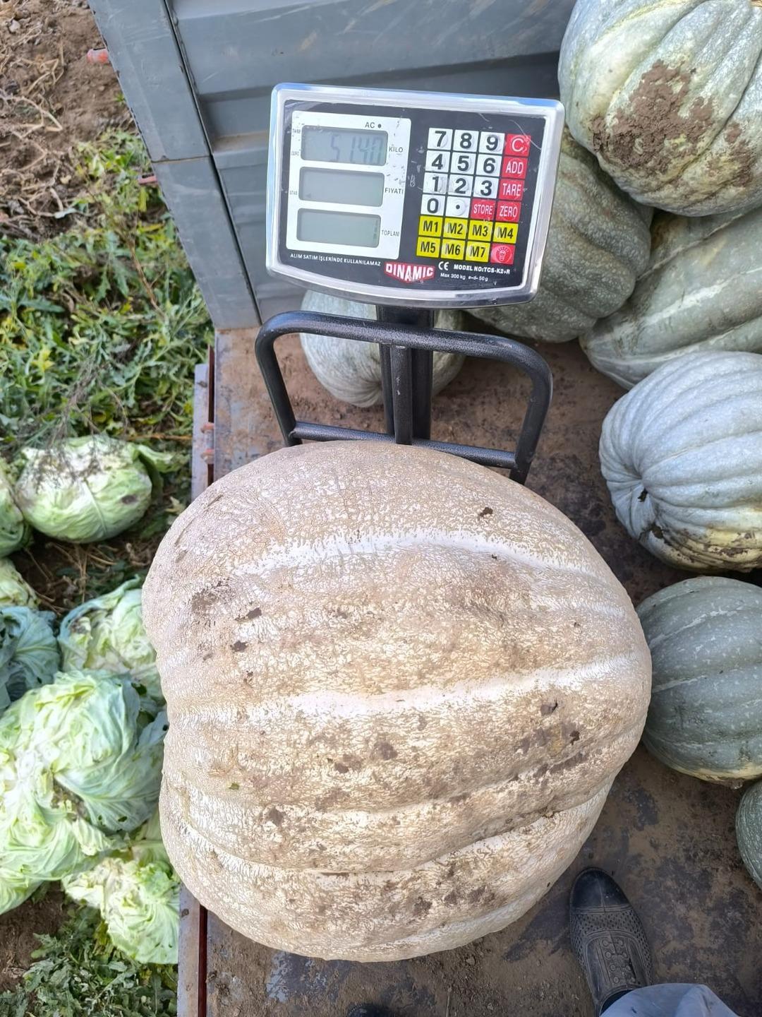 51 kiloluk dev bal kabağı: Ata tohumundan üretilen kabak tarladan 2 kişiyle taşındı! Kilosu 25 lira... 1