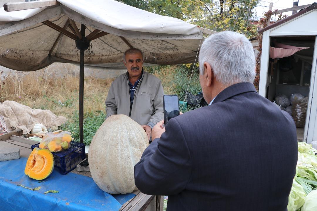 51 kiloluk dev bal kabağı: Ata tohumundan üretilen kabak tarladan 2 kişiyle taşındı! Kilosu 25 lira... 3