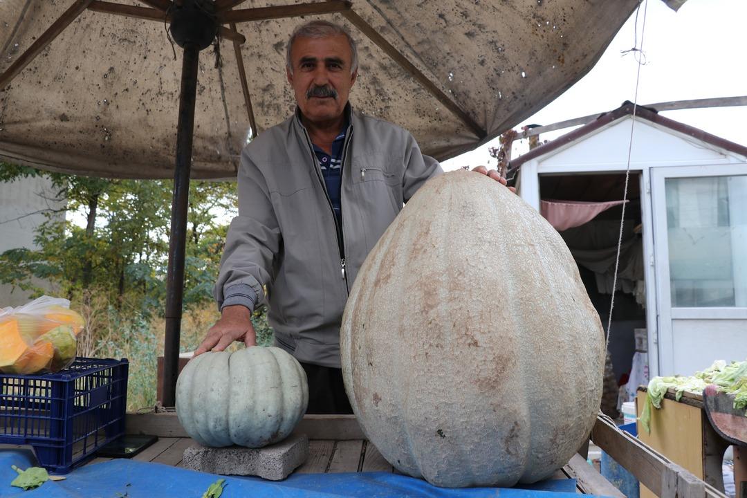 51 kiloluk dev bal kabağı: Ata tohumundan üretilen kabak tarladan 2 kişiyle taşındı! Kilosu 25 lira... 4