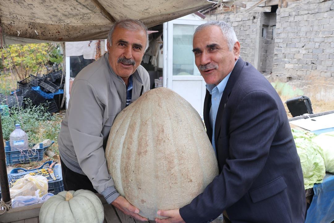 51 kiloluk dev bal kabağı: Ata tohumundan üretilen kabak tarladan 2 kişiyle taşındı! Kilosu 25 lira... 2