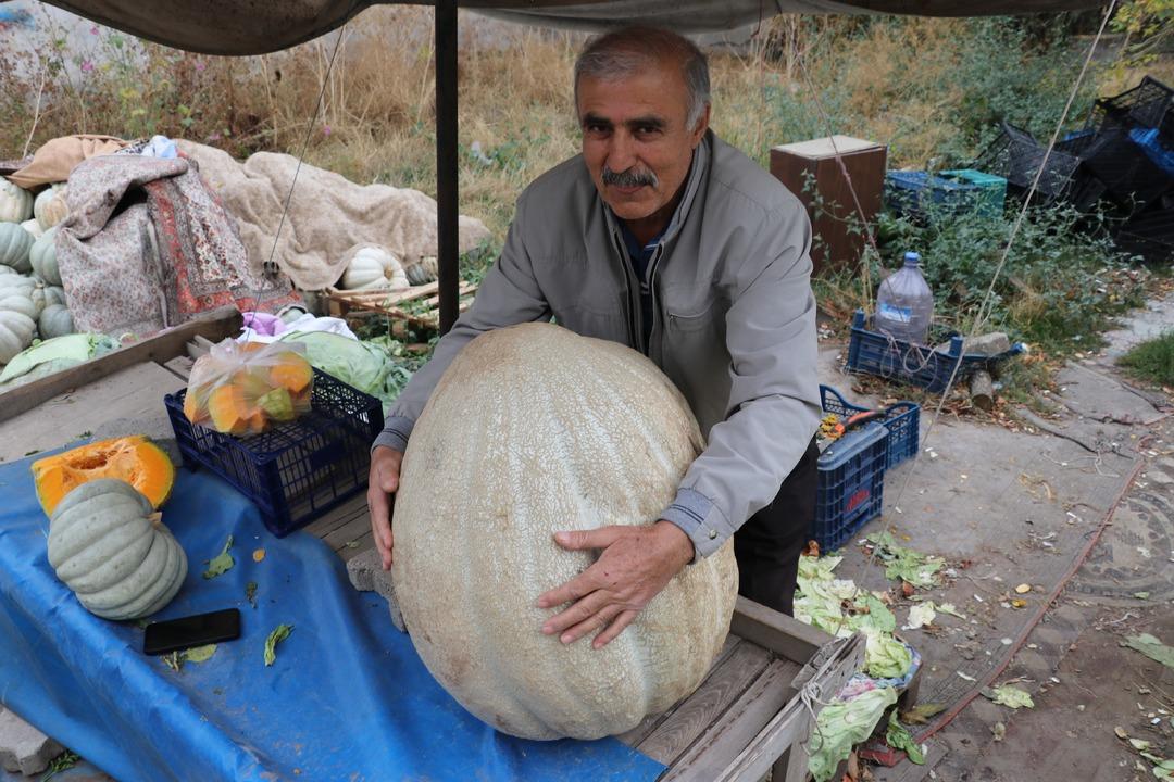 51 kiloluk dev bal kabağı: Ata tohumundan üretilen kabak tarladan 2 kişiyle taşındı! Kilosu 25 lira... 5