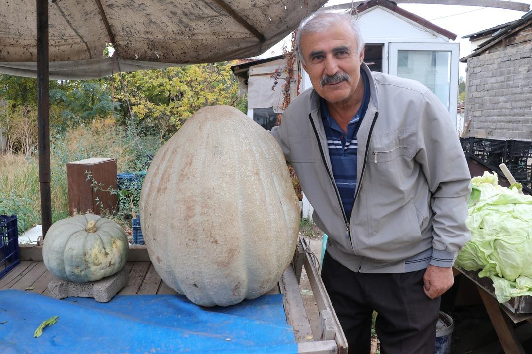 51 kiloluk dev bal kabağı: Ata tohumundan üretilen kabak tarladan 2 kişiyle taşındı! Kilosu 25 lira... 6