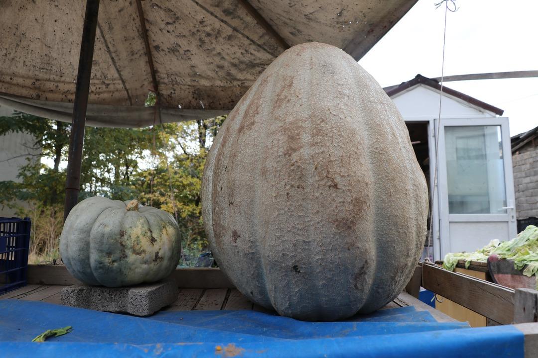 51 kiloluk dev bal kabağı: Ata tohumundan üretilen kabak tarladan 2 kişiyle taşındı! Kilosu 25 lira... 7