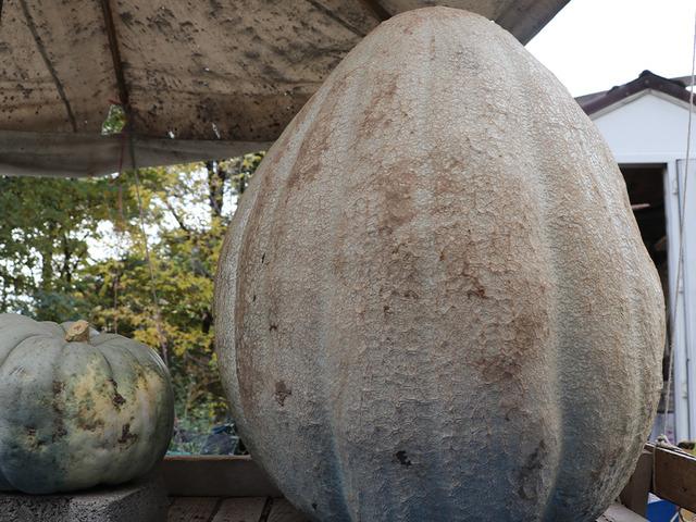 51 kiloluk dev bal kabağı: Ata tohumundan üretilen kabak tarladan 2 kişiyle taşındı! Kilosu 25 lira...