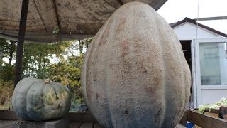 51 kiloluk dev bal kabağı: Ata tohumundan üretilen kabak tarladan 2 kişiyle taşındı! Kilosu 25 lira...