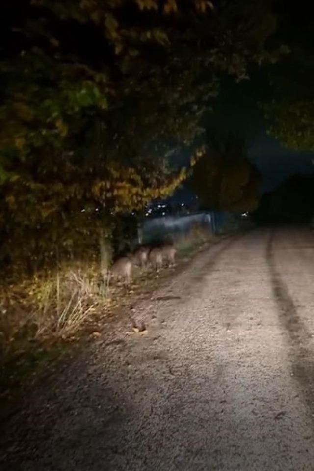 Bolu’da aç kalan domuz sürüsü yola indi 1