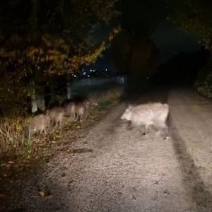 Bolu’da aç kalan domuz sürüsü yola indi