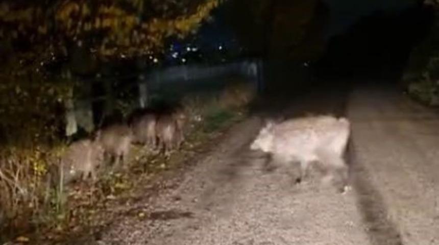 Bolu’da aç kalan domuz sürüsü yola indi