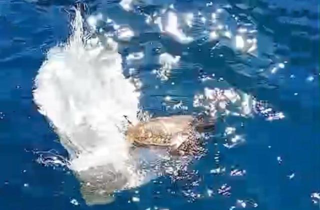 Marmaris Körfezi’nde çuvala dolanan deniz kaplumbağasını çevreciler kurtardı 1