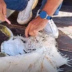 Marmaris Körfezi’nde çuvala dolanan deniz kaplumbağasını çevreciler kurtardı