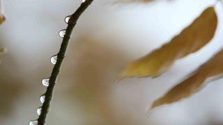 Bursa’da 2 günlük yağışlar ekim ayını kurtardı