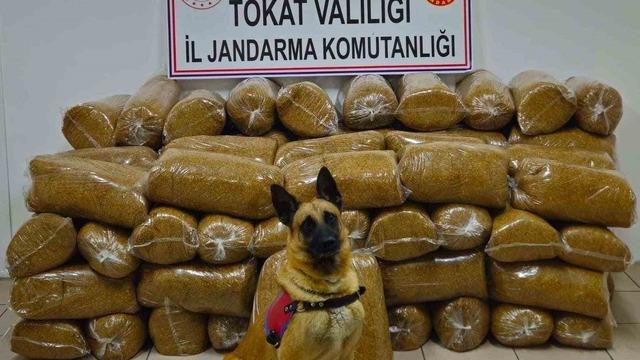Tokat’ta 450 kilo kaçak tütün yakalandı