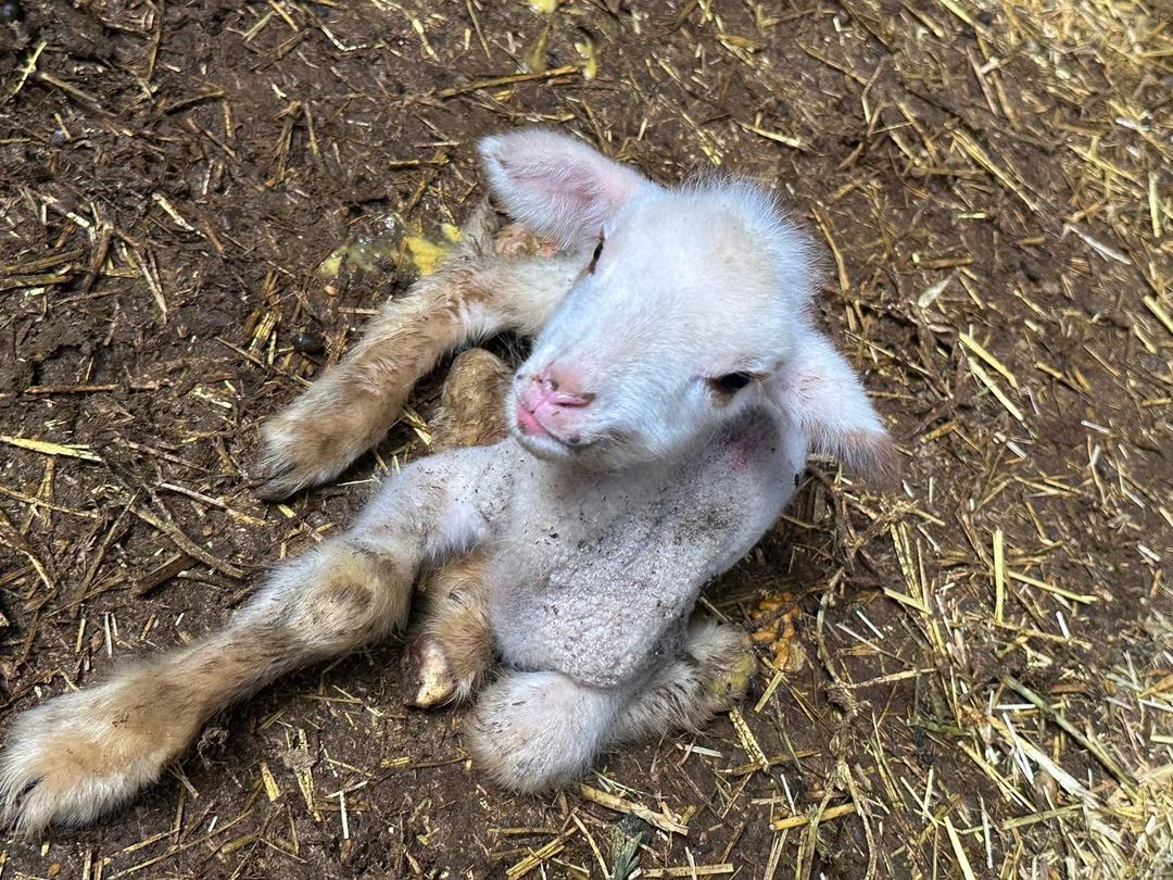 4 günde 400 bin TL zarar ettiler, aylardır sürüyor  Dünyamız yıkılıyor  1
