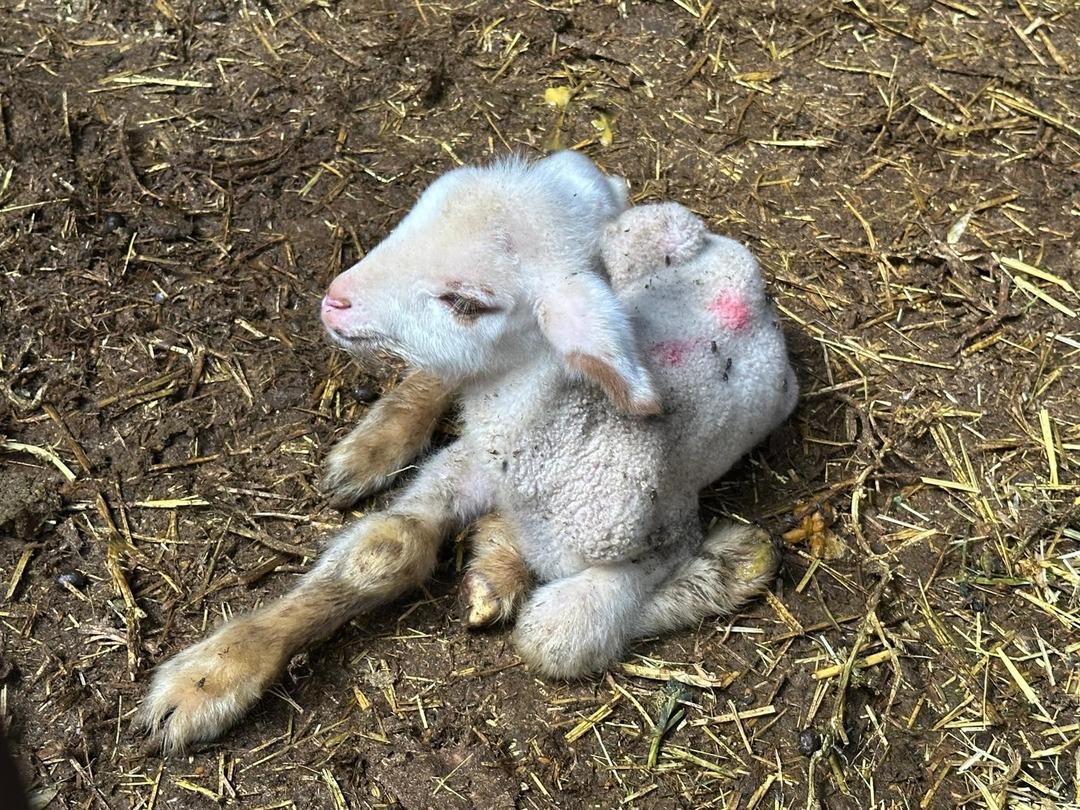 4 günde 400 bin TL zarar ettiler, aylardır sürüyor  Dünyamız yıkılıyor  2