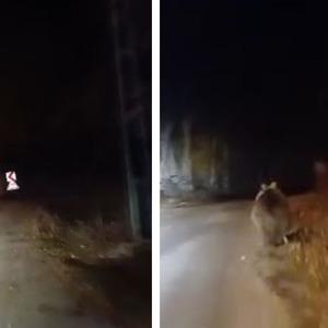 Ayıyı köpek sandı, ‘koca oğlan’ diye seslendi: Görüntüler sosyal medyada ilgi gördü...