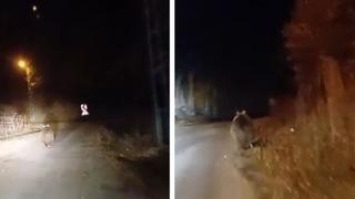 Ayıyı köpek sandı, ‘koca oğlan’ diye seslendi: Görüntüler sosyal medyada ilgi gördü...