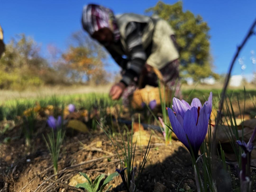 80 bin tanesinden yarım kilo çıkıyor! 1 gramı 600 TL  8