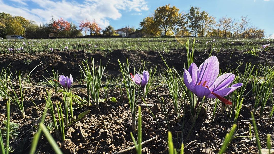 80 bin tanesinden yarım kilo çıkıyor! 1 gramı 600 TL  9