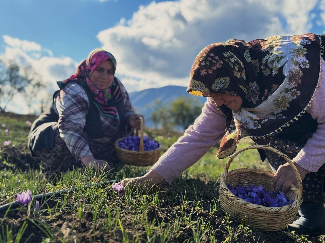 80 bin tanesinden yarım kilo çıkıyor! 1 gramı 600 TL  1