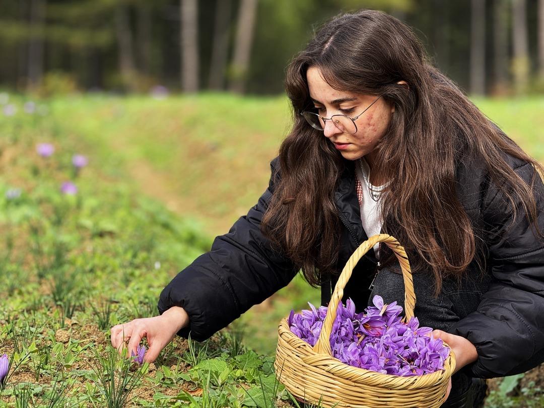 80 bin tanesinden yarım kilo çıkıyor! 1 gramı 600 TL  3