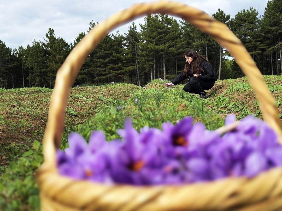 80 bin tanesinden yarım kilo çıkıyor! 1 gramı 600 TL  4
