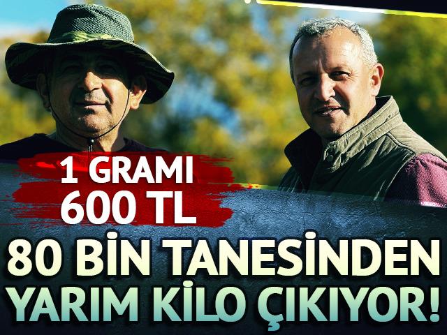 80 bin tanesinden yarım kilo çıkıyor! 1 gramı 600 TL 