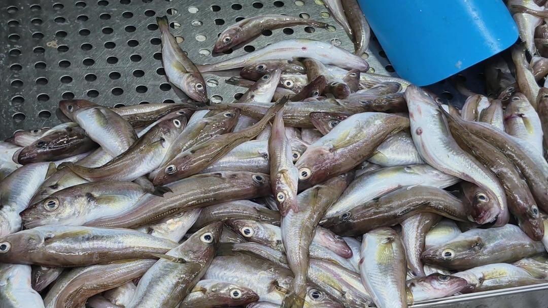 Fiyatlar bundan daha aşağıya düşmez  Biri bol biri ise yok 4