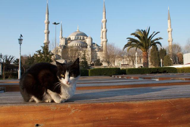 stray-cats-mosque-aziz-mahmud-hudayi-mustafa-efe-istanbul-turkey-111