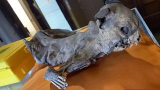 Tarihçiler bile şaşırdı: Kilisenin duvarları arasından çıktı! Gerçek sonradan ortaya çıktı