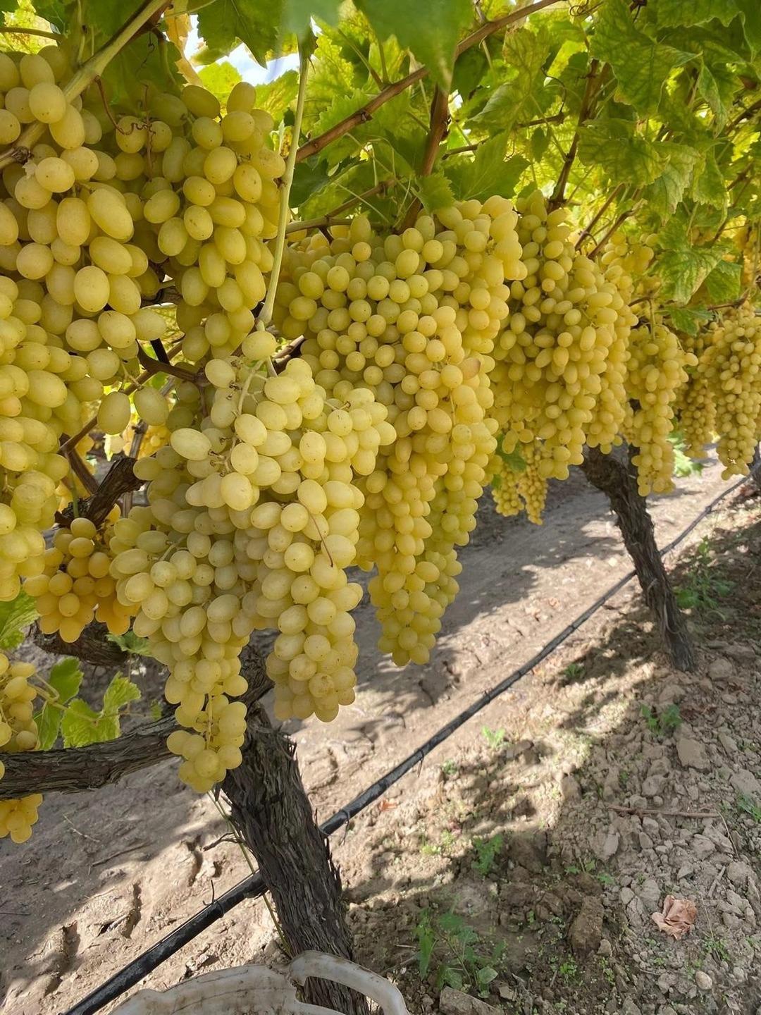 40 TL ye alıcı buluyor  Çaresiz  kaldılar 1