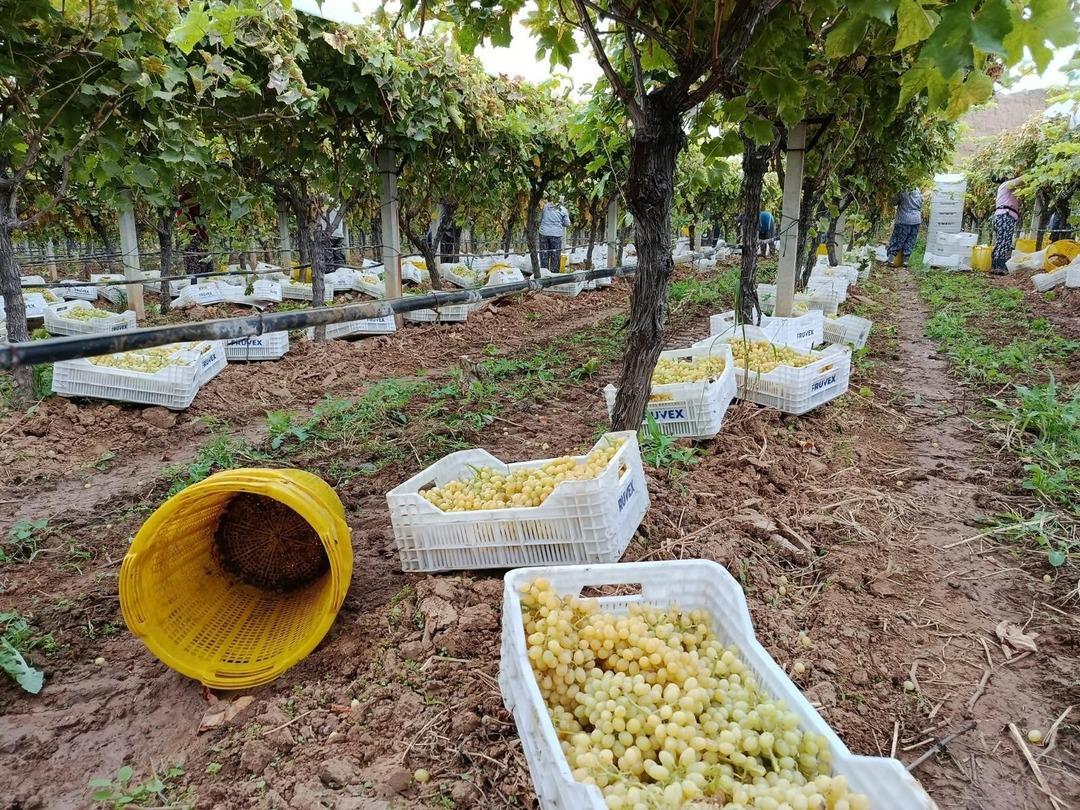 40 TL ye alıcı buluyor  Çaresiz  kaldılar 2