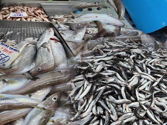 O balığın tanesi 500 lira: 'Hamsi bolluğu var'